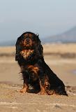 CAVALIER KING CHARLES 462